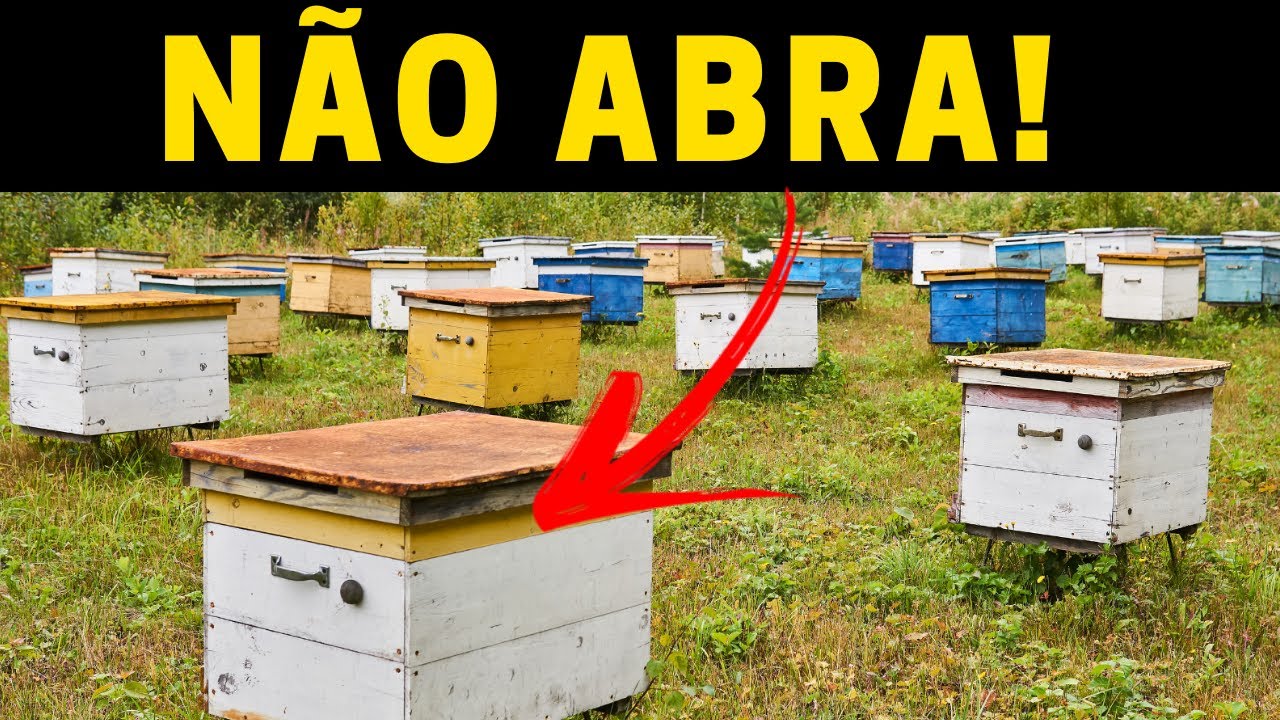 VOCÊ pode PERDER sua colmeia se fizer isso! @Apislogia