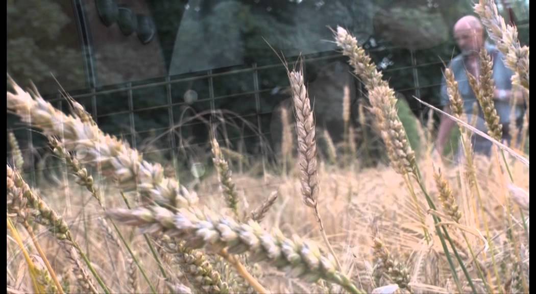 Heartbeat of Harvest | CERNUNNOS RISING