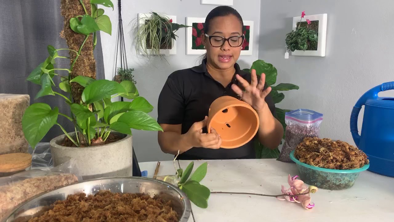 Como utilizamos el sphagnum moss en nuestras plantas?