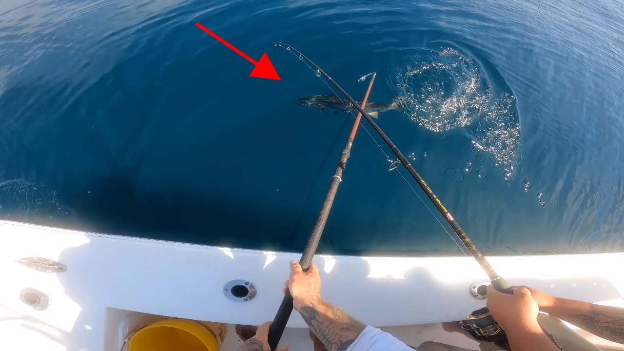 They came back for day 2 and we did even better!! Fishing a sunken barge in 65 feet of water