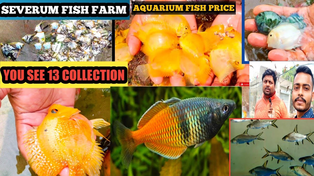 FISH FARM IN KOLKATA | RED SPOTTED SEVERUM,BOSEMONI RAINBOW,ALBINO TIGER,SHORT BODY HORN FISH FARM