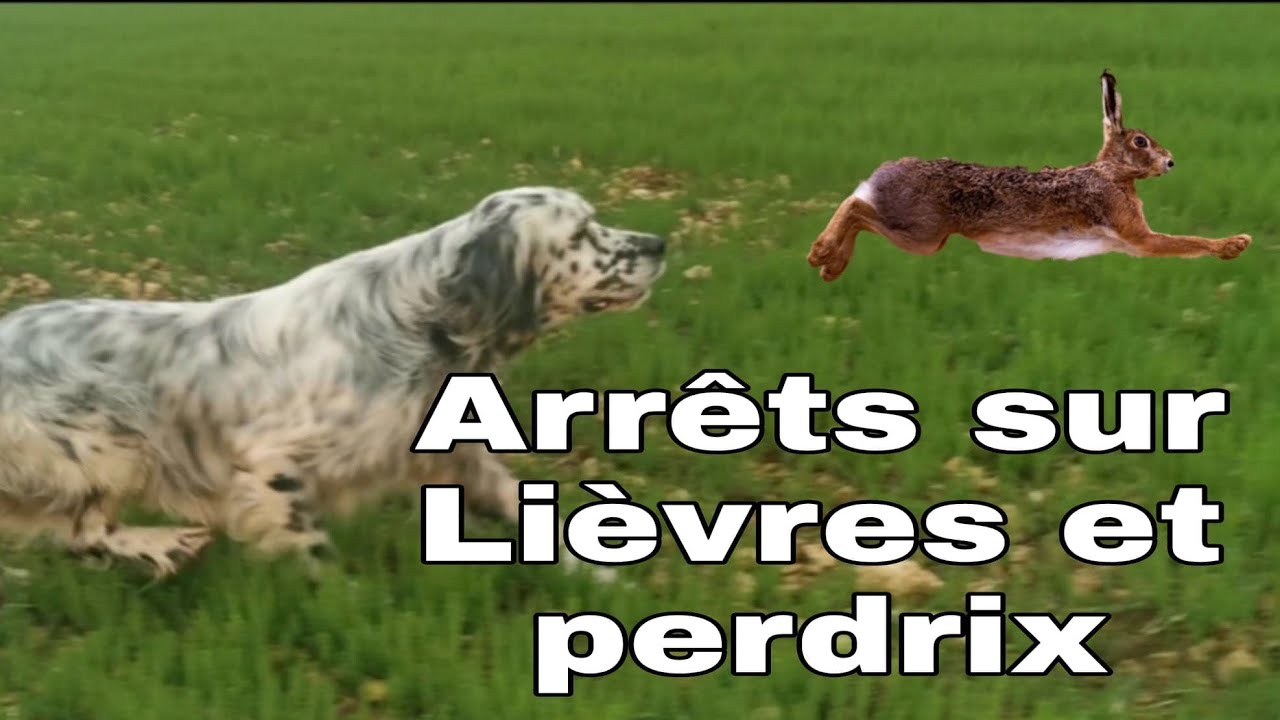 Arrêts sur lièvres , perdrix et faisans / Entraînement Setters Anglais