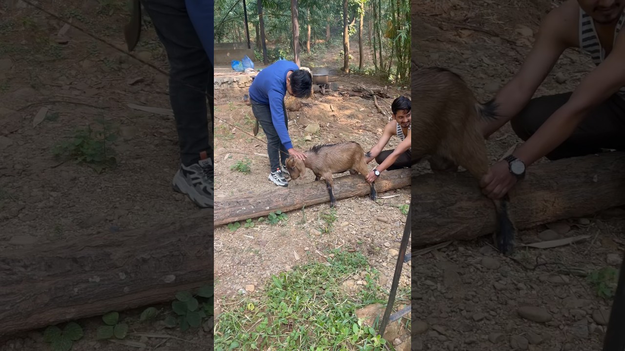 Goat Cutting At Picnic #goat #cuttingskills #shorts