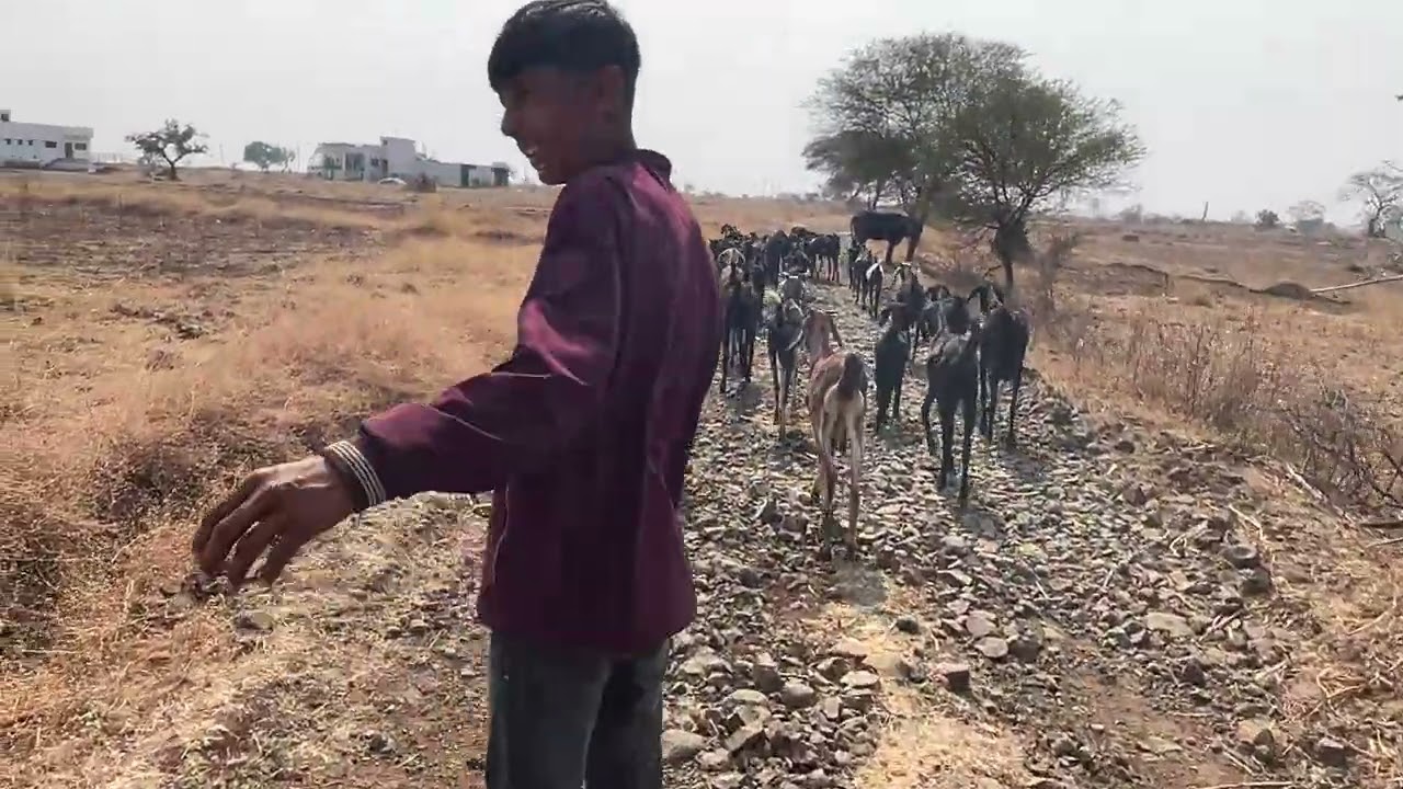 Firasti shelipalan #bailgadasharyat #baliraja #viralvideos #farming 