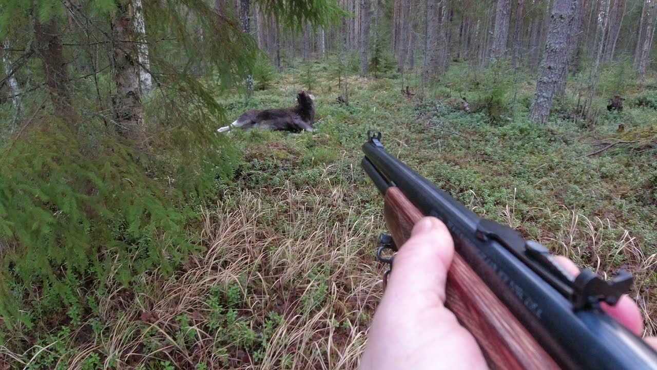 Hirvenmets&auml;stys . tupla vasojen kaato