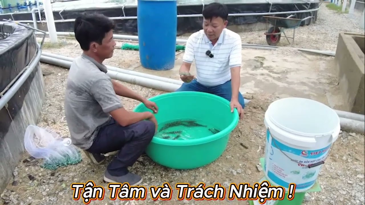 NUÔI TÔM SÚ GIẢM ÁP LỰC VÀ LỢI NHUẬN CAO