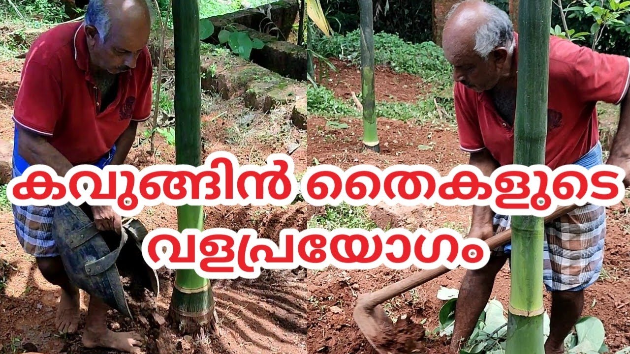 arecanut# tree fertilizing #കവുങ്ങിൻ തൈകളുടെ വളപ്രയോഗം