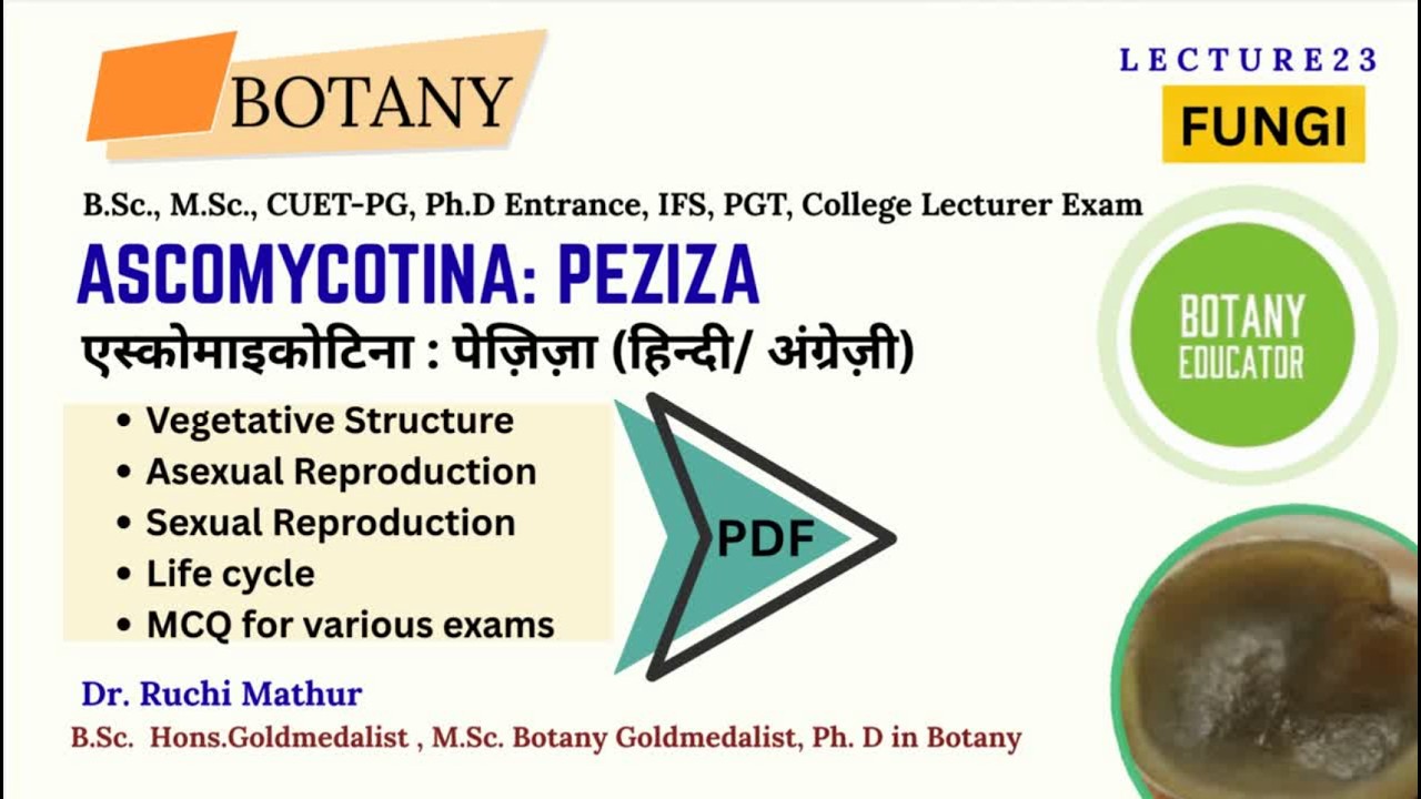 Peziza|| Structure|| Reproduction|| Life Cycle of Peziza || B.Sc., M.Sc.