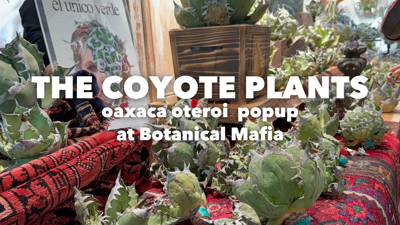 128 Coyote plants ポップアップ at Botanical Mafia / オアハカオテロイ販売会