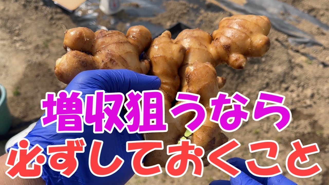ショウガの育て方は植える前から始まってます