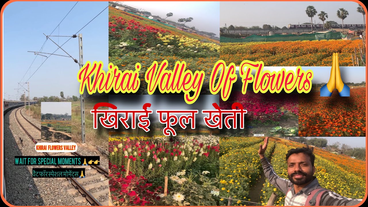 Khirai Valley Of Flowers/खिराई फुलका खेती/খিরাই ফুলের চাষ/கீரை பூ தோட்டம்🌷🥰🙏 #khiraiflowergarden 