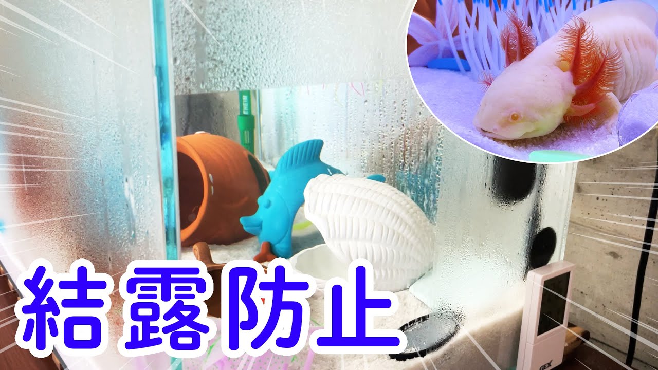 水槽に結露防止フィルムを貼ってみた！　/ウーパールーパー・飼育・かわいい・おもしろ・両生類・メキシコサンショウウオ・アホロートル・メキシコサラマンダー・動物