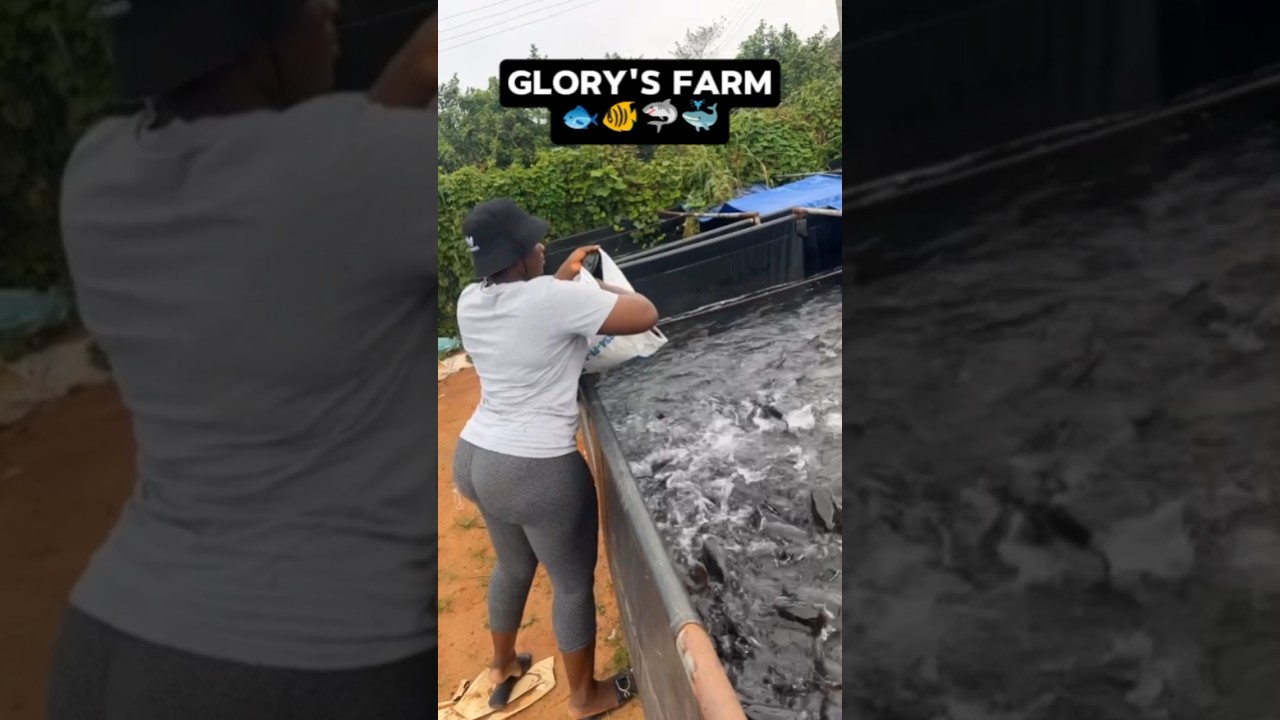 Glory's Farm 🐠| Hardworking Lady #FishFarming #AfricanWoman #Empowerment #Agriculture #HardWorkPays