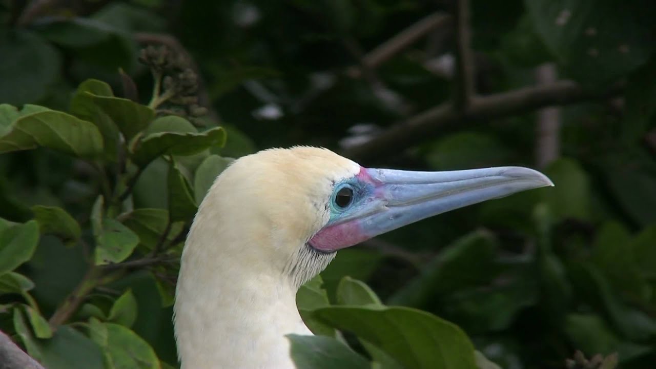 Red-footed Booby