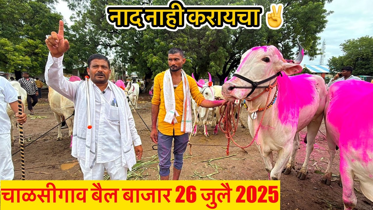 चाळीसगाव बैल बाजार live 🔴 26 जुलै 2025 || अन्वर शेठ याच्या दावणीतील लाईव्ह सौदेबाजी ✌️