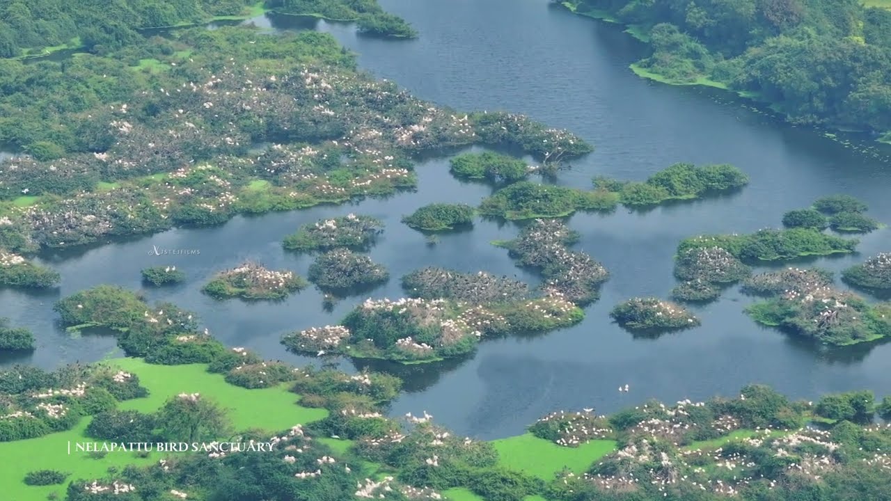 Andhra Pradesh - Flamingo Festival 2025