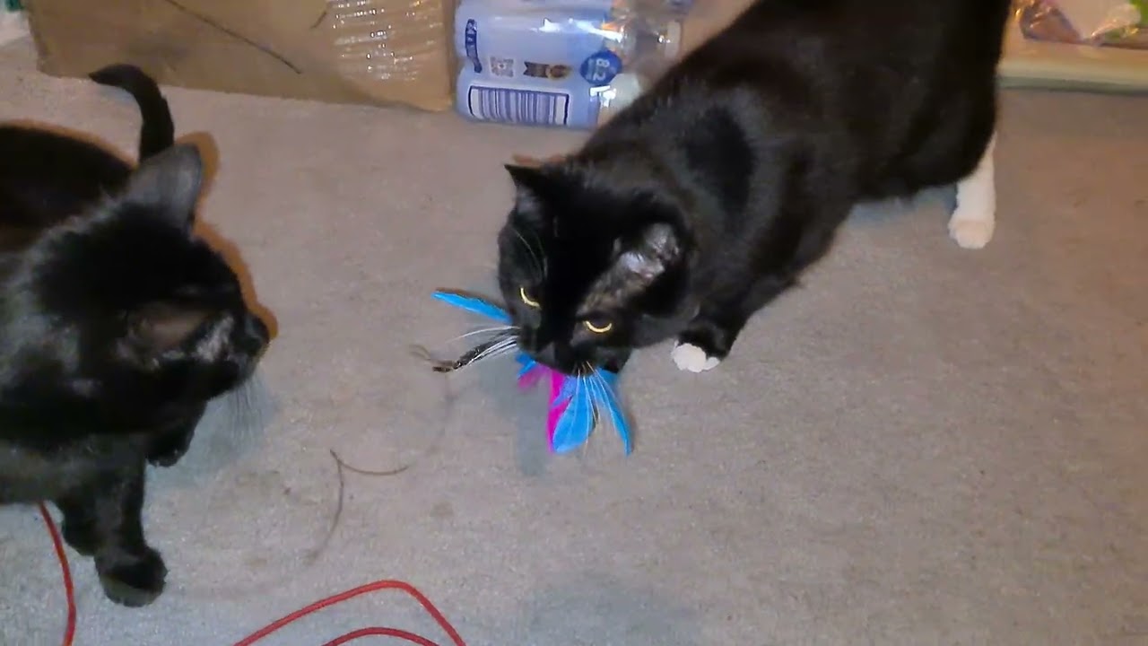 Tuxedo Kitty refuses to release the feathers