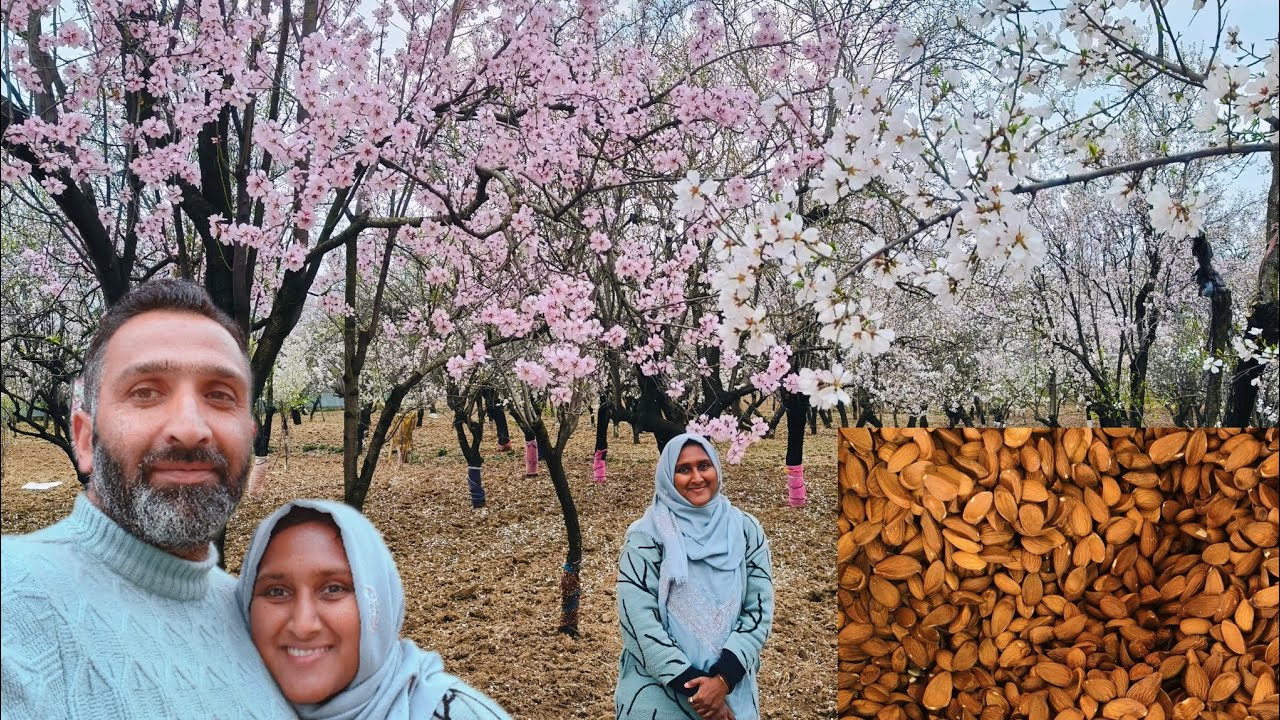 Kashmir Mamra badam தோட்டம் / சொர்க்கத்தை பார்க்கணுமா 🩷 #vlog #mamrabadam #kashmir #tamil #viral 