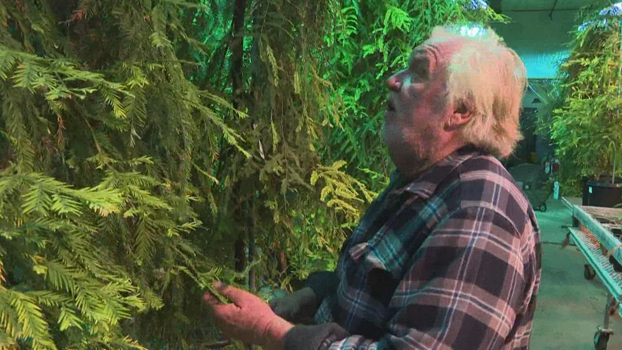 ATTACK OF THE CLONES: Michigan lab clones ancient trees used to reverse climate change