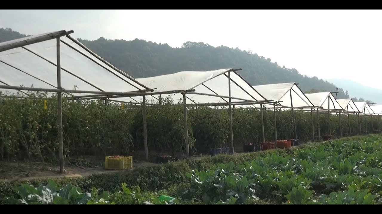 कसरी गर्ने गोलभेडा खेति II Tomato Farming in Nepal II Krishi Dabali - Episode 6