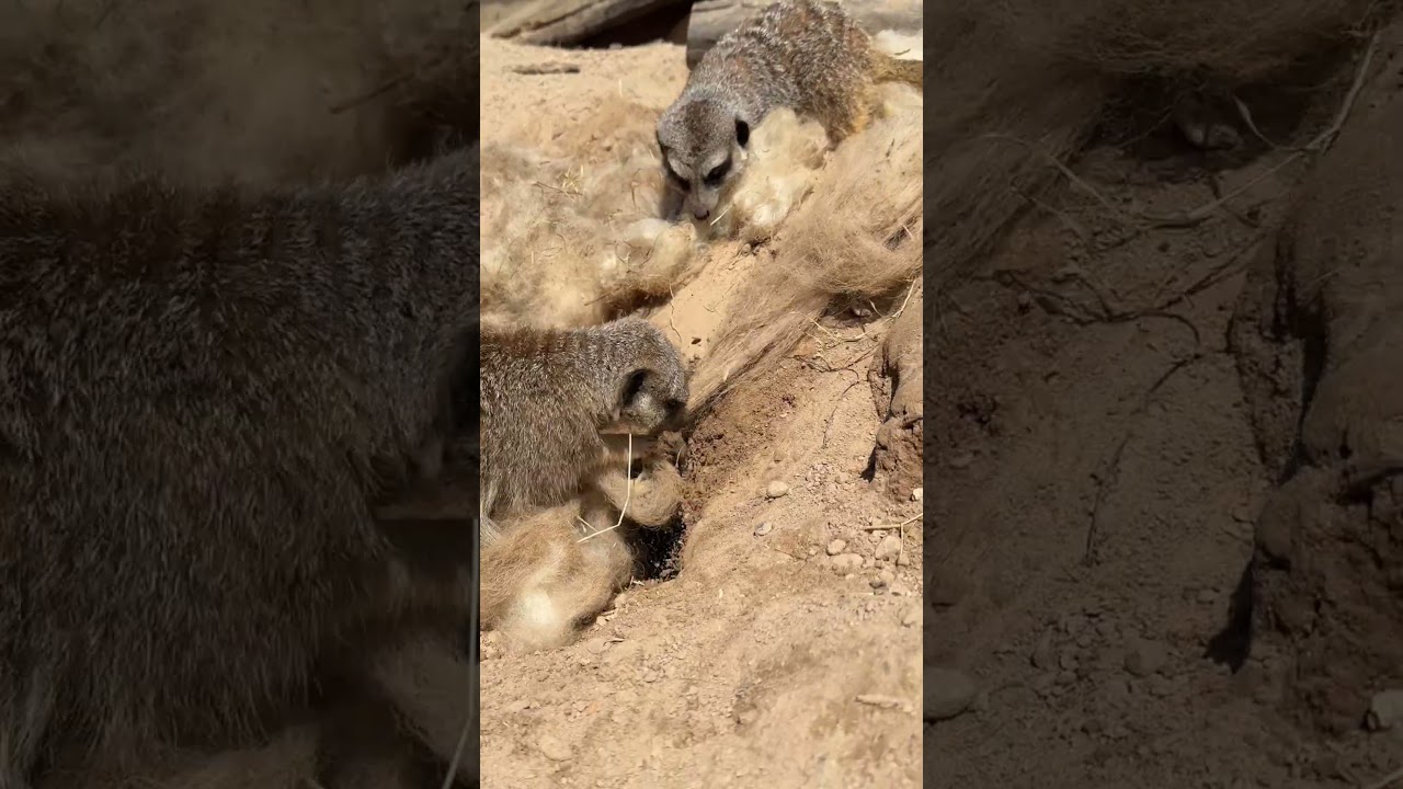 Meerkats get super excited with fresh wool