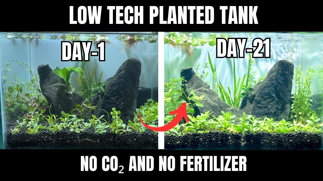 Low Tech Planted Tank Setup Without CO₂ & Fertilizer | Budget Planted Aquarium for Beginners 