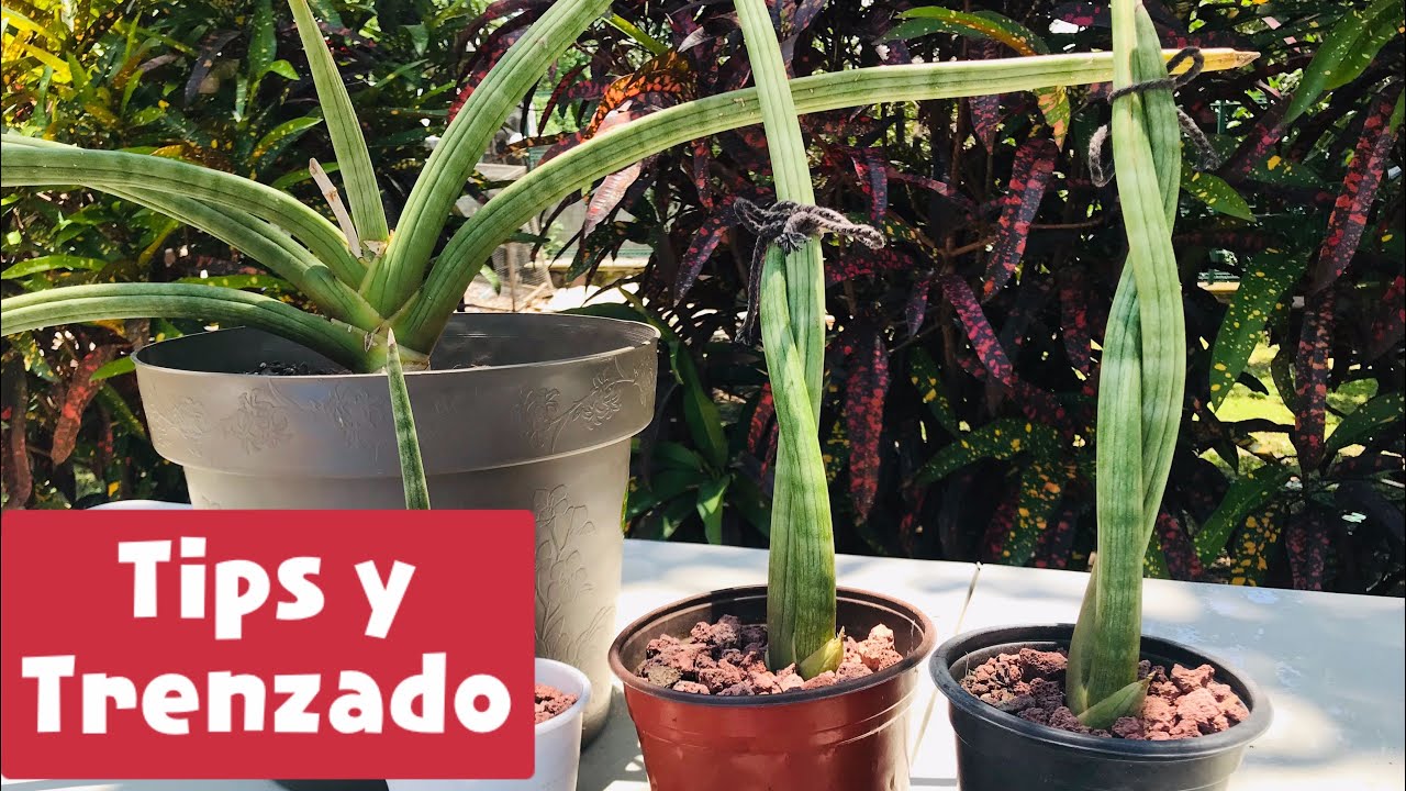 Sansevieria Cylindrica: una suculenta muy fácil de cuidar