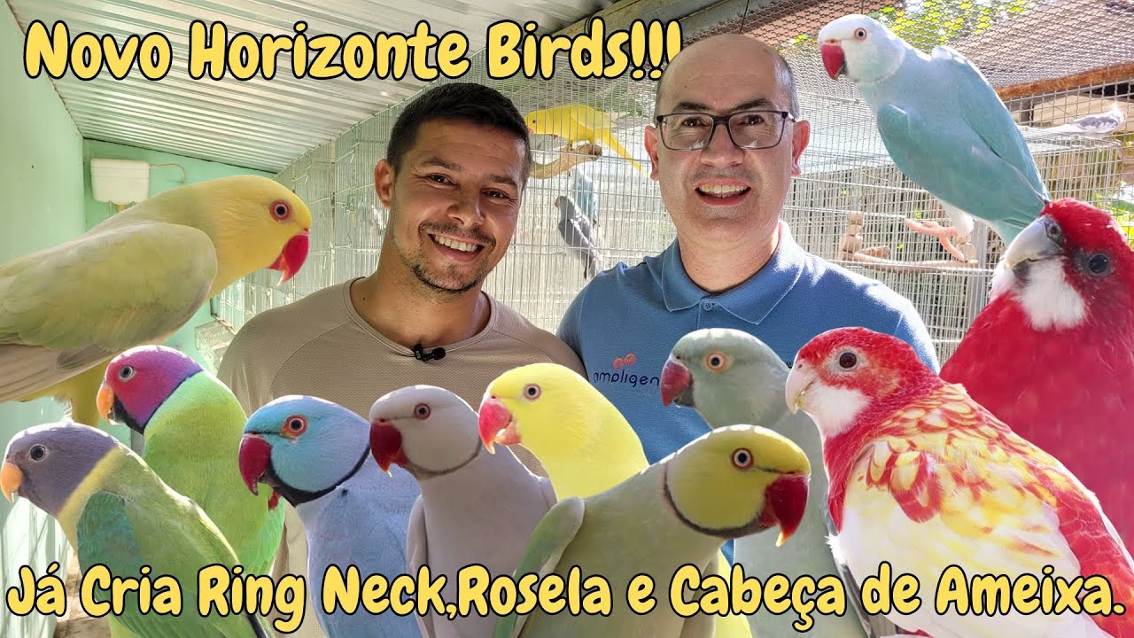 EDVALDO E A ALEGRIA DE CRIAR RING NECK CLEAR TAIL!!!