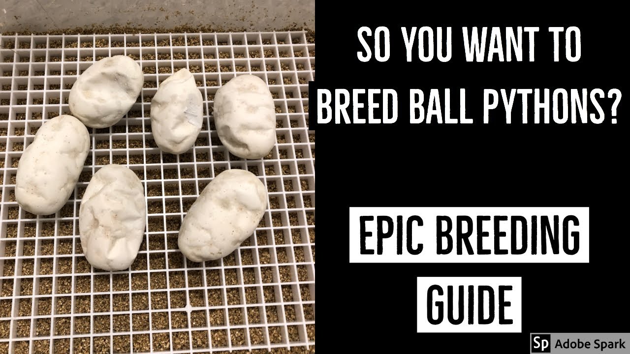 EPIC Ball Python Breeding Guide - PART 1