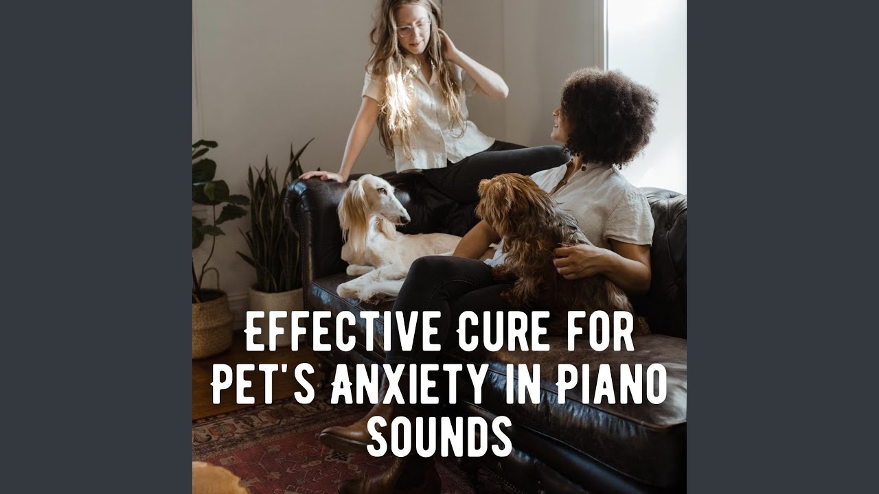 Relaxing Piano Sounds for Peaceful Paws