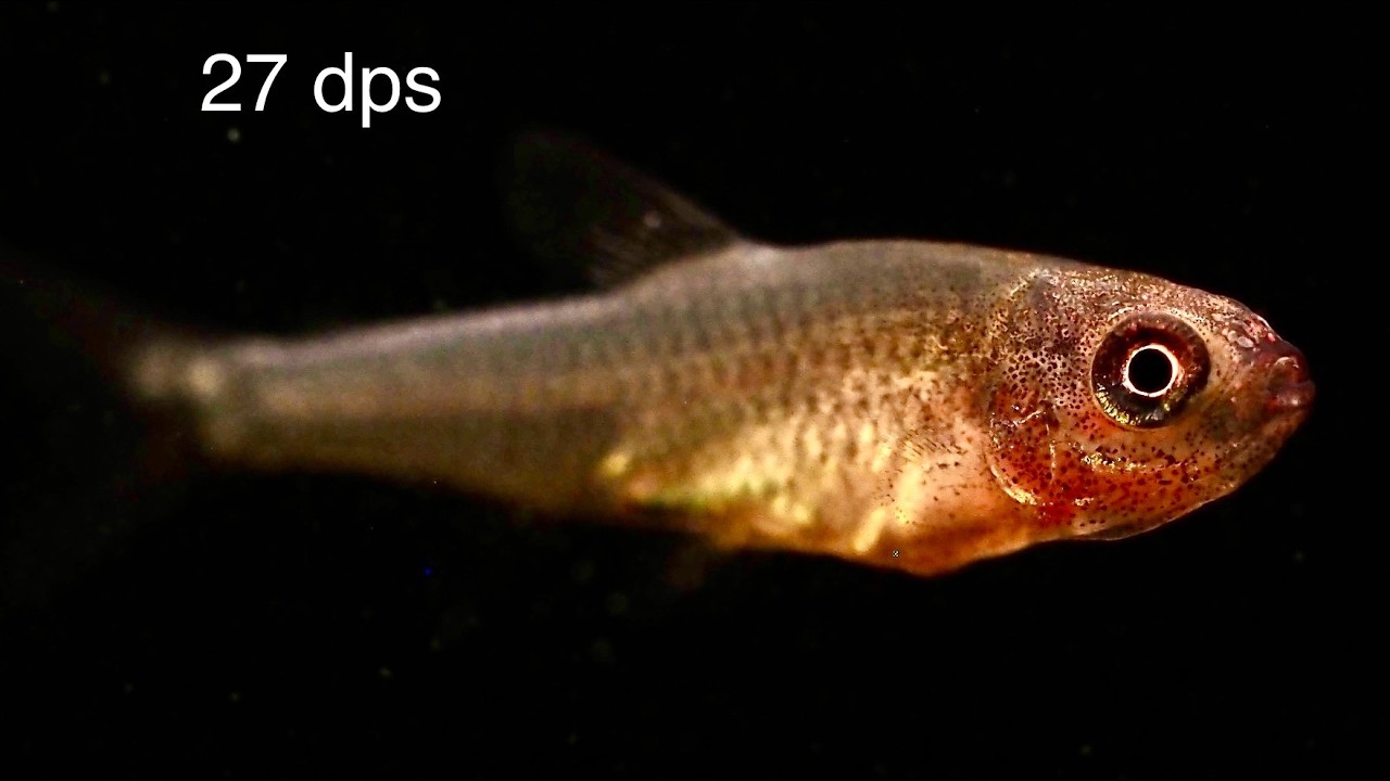 Breeding rummy nose tetras & 35 days fry growth