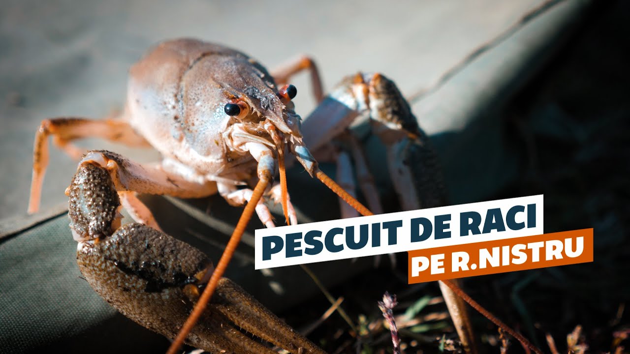 PESCUIUT DE RACI PE RAUL NISTRU. TOAMNA LA RACI PE RAU SALBATIC