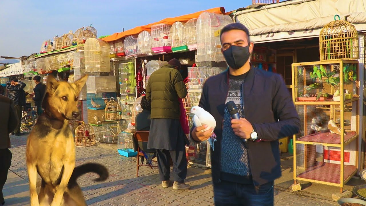 گزارش ضیا، بازار گرم پرنده و گرگ فروشی در کابل Wolf and Birds Bazar in Kabul