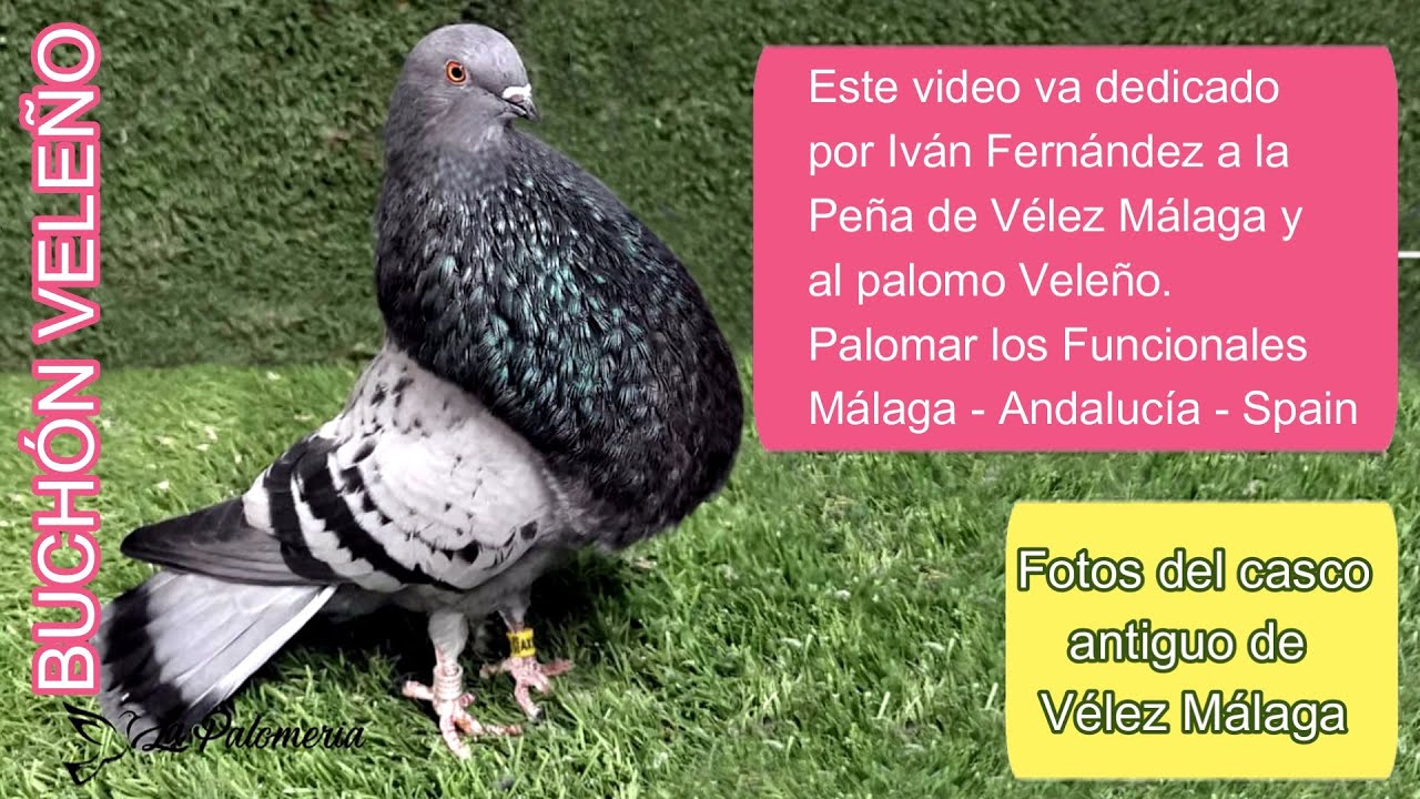 Buchón Veleño de visita en Vélez