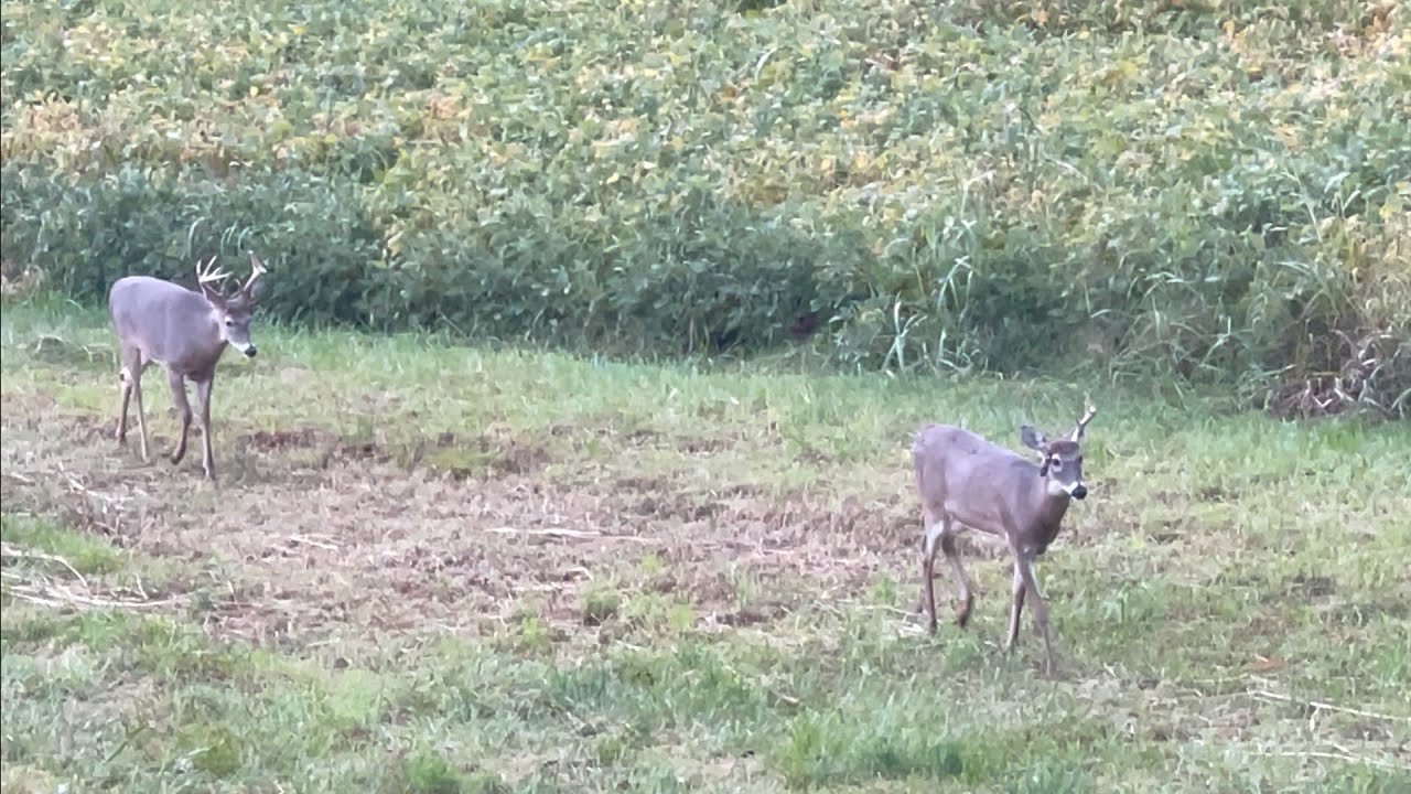 Early Season Bow Hunting In Kentucky | Hunting In A Tree Without A Tree Stand