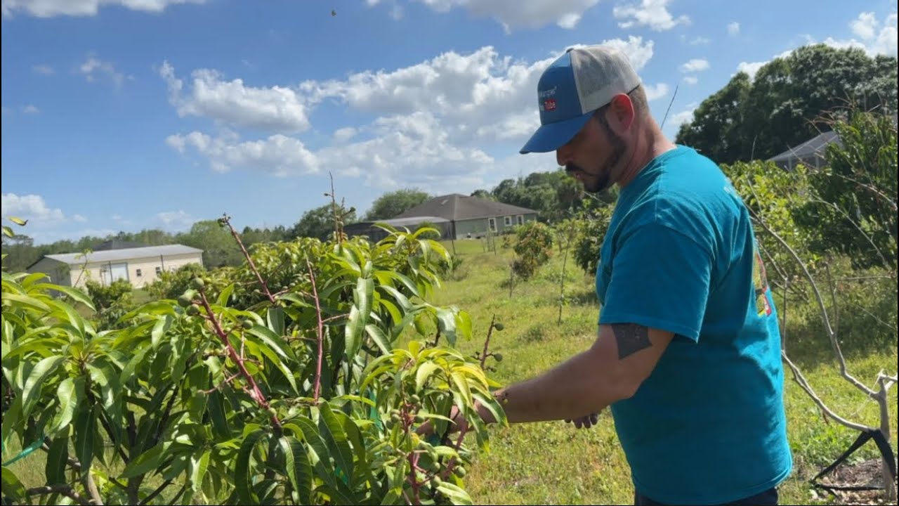Mangoes to HAVE and mangoes NOT to have in central Florida.🥭