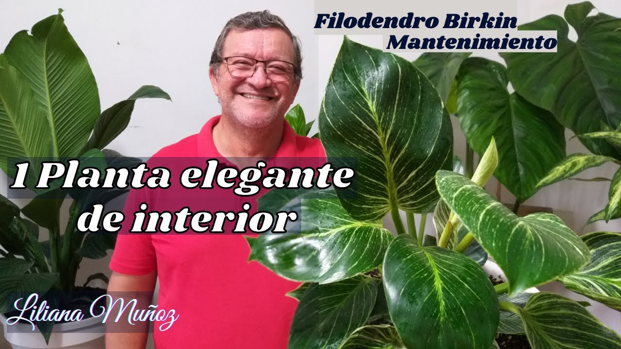 1 PLANTA ELEGANTE DE INTERIOR - FILODENDRO BIRKIN SUS CUIDADOS / Liliana Muñoz