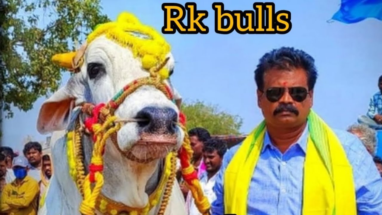 చిలకలూరిపేట గ్రామం  సబ్ జూనియర్ విభాగం 6వ జత  💥 PVSR BULLS💥