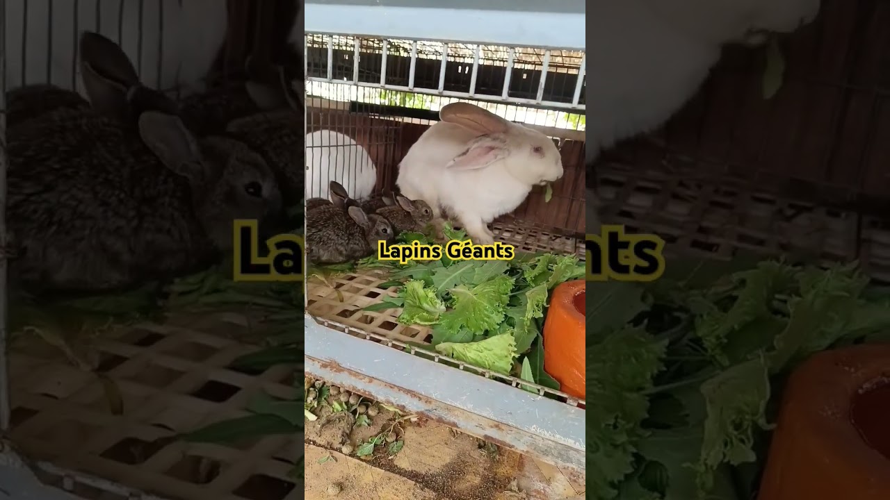 F4 g&eacute;ant des Flandres, #senegal #agriculture #cuniculture #lapin