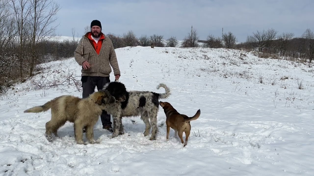 Ciobanesc mioritic Nils junior impreuna cu mama lui Kira