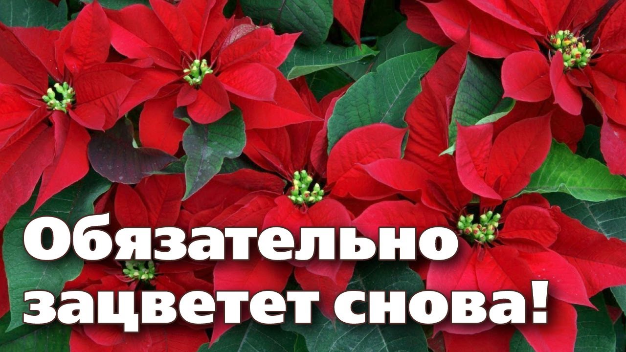 СЕКРЕТЫ ВЫРАЩИВАНИЯ РОЖДЕСТВЕНСКОЙ ЗВЕЗДЫ - ПУАНСЕТТИИ.  Это цветок на долгие годы!