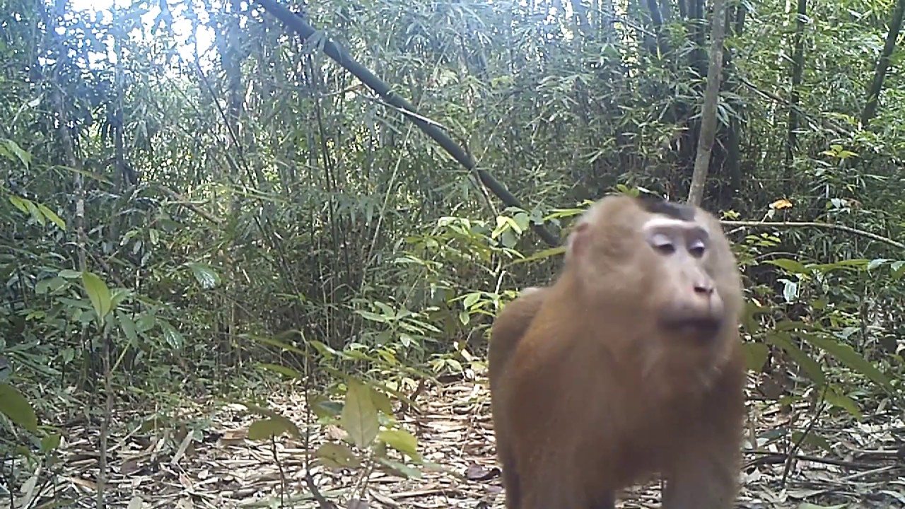 Several rare species captured on camera traps in Khao Sok National Park