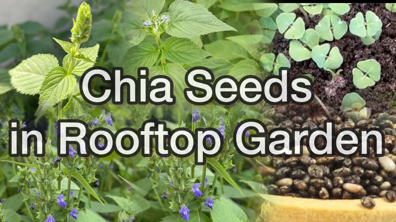 Growing Chia Seeds at home | Chia Seeds Flowers | Chia Seeds growth update | Chia Seeds super food