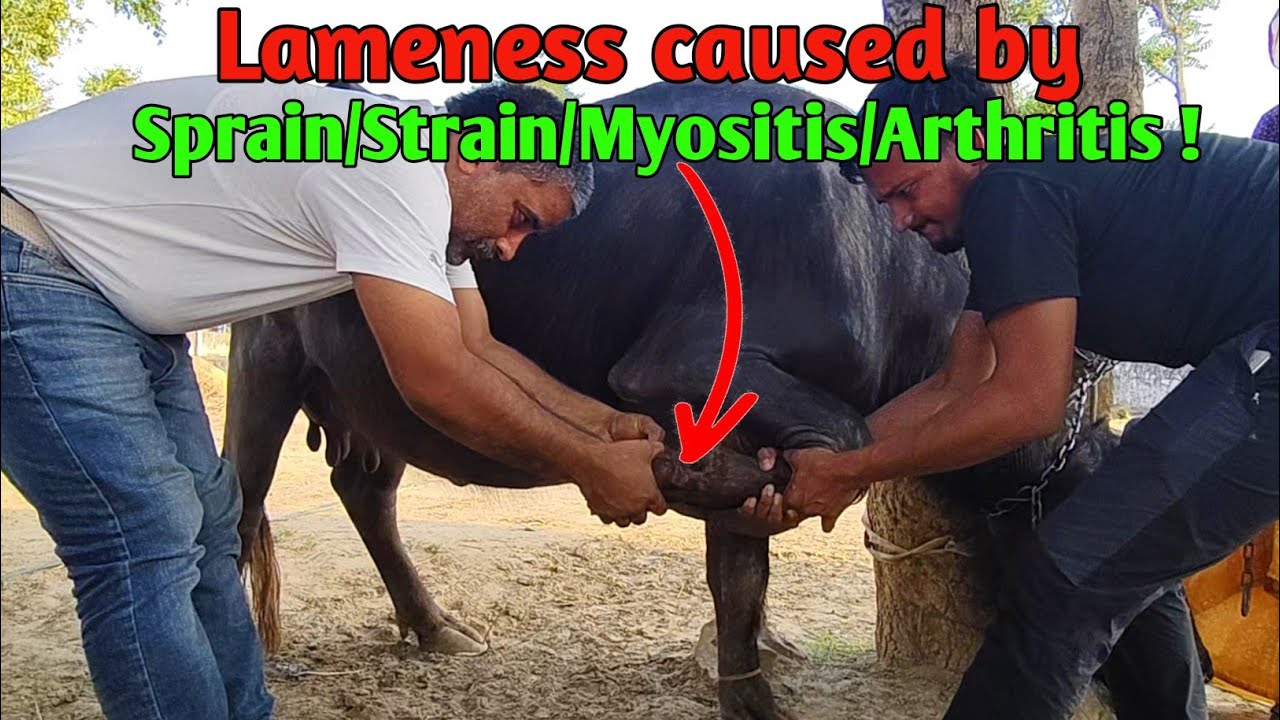 Treatment of Lameness caused by Sprain/Strain/Myositis/Arthritis in a buffalo |