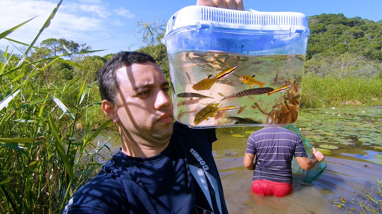 PESCAMOS VÁRIAS ESPÉCIES DE PEIXES ORNAMENTAIS NO LAGO SELVAGEM - PEIXES ORNAMENTAIS NO BRASIL