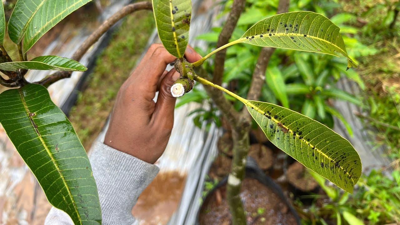 Cara pemangkasan dan pemupukan mangga dalam pot agar cepat berbuah