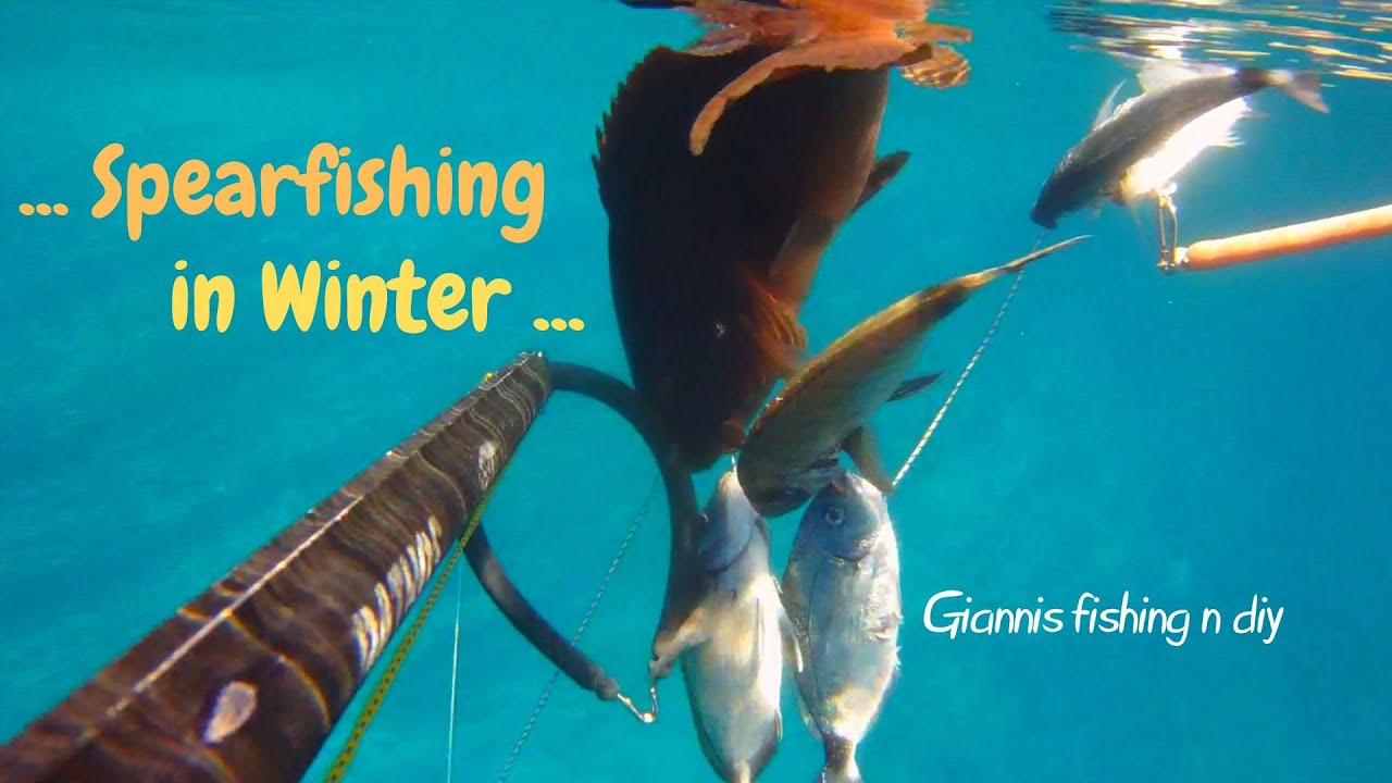 🔱Spearfishing in winter 🤿Χειμερινό ψάρεμα. 🐟 Μελανούρια σαργοί στήρες Giannis Petsopoulos fishing