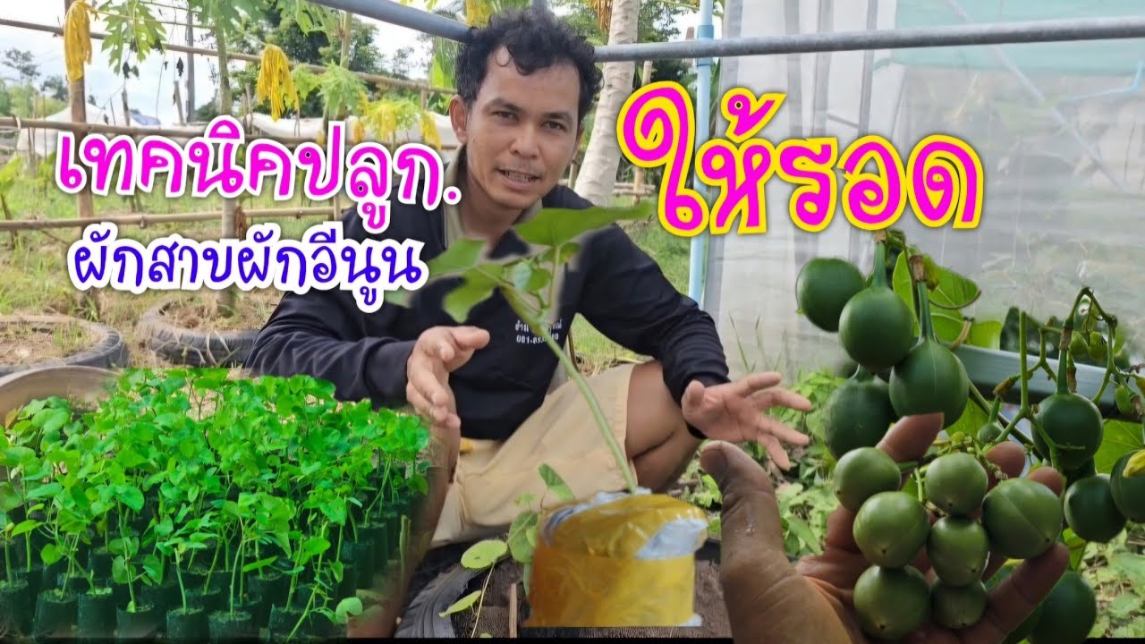 เทคนิคปลูกต้นผักสาบผักอีนูนให้รอด การดูแลใส่ปุ๋ย ชมคลิปเสร็จสามารถปลูกเป็นเลย โทร0910565672
