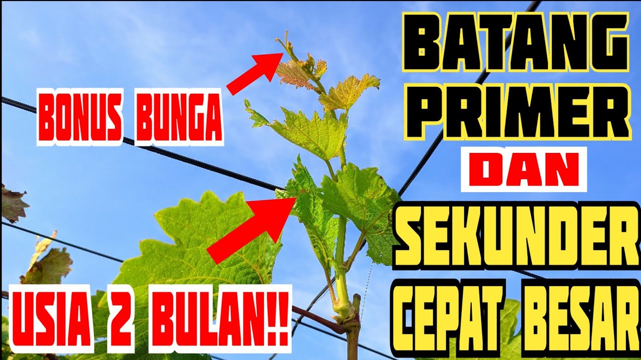 CARA SEDERHANA MEMPERBESAR BATANG POHON ANGGUR‼️