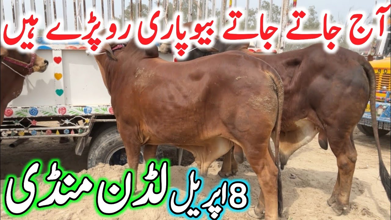 Today Luddan Cow Mandi 2026 | Sahiwal Cholistani Bachre | Qurbani 2026 | Luddan Mandi Cholistani Cow
